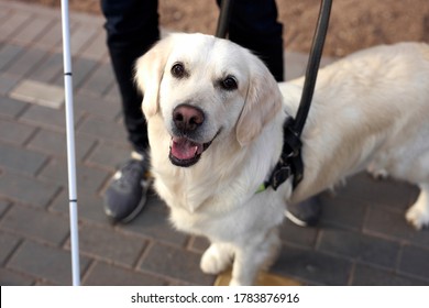 Top View On Beautiful Golden Retriever Dog With Disabled Person, White Guide Dog Looks At Camera, Kind Dog