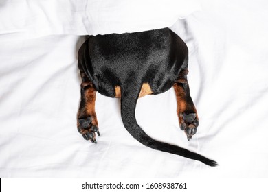 Top View On Black And Tan Dog Butt, Paw And Tail Sticking Out From Under The White Blanket On The Bed. Home Or Dog-friendly Hotel, Spoiled Pet, Funny Picture. Scared Dog Hiding Under The Blanket