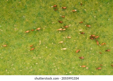 Top View On The Brown Cows In In A Bright Green Grassy Field.