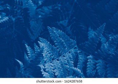 Top View On Fern Leaves Background. Classic Blue Color Of The Year Pantone 2020