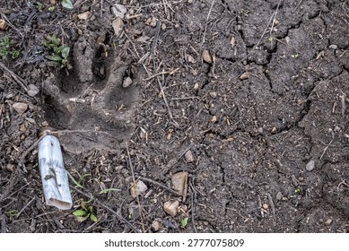 Top view on ground with wolf footprint and spent shell casing from hunting cartridge. Shooting of wild wolves in some regions for safety of local population. Copy space