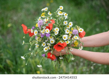 Top view on Hands of young caucasian woman hold wild flower bouquet on beautiful green background. Gathering wildflowers, bunch of mixed blooming white chamomile, daisy yellow flowers, poppy, summer - Powered by Shutterstock