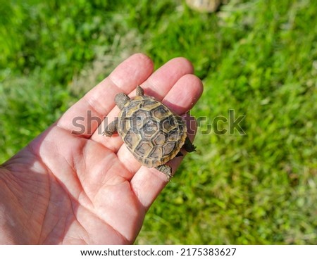 Top view on little turtle on human palm. Close up of small land newborn turtle.