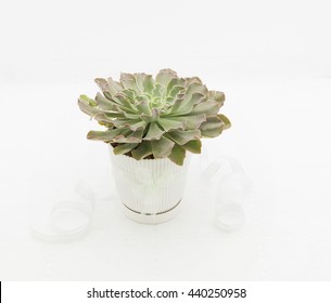 Top View On A Lovely Rosette Of Echeveria Ruffles With Soft Red Edging. Planted In A White Pot And Tied With Ribbon For Indoor Decoration Or Gift. Isolated On White Background.