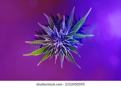 Top view on medical cannabis bud. Background with Marijuana Flower with top view. Colorful, bright aesthetic photography of cannabis plant. Deep purple colored marijuana, beautiful creative image