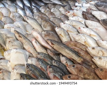 1,430 Cold storage fish Stock Photos, Images & Photography | Shutterstock