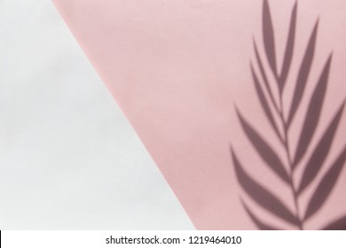 Top View On Pink Background With Sunlight And Shadow Of Coconut, Tropical Palm Leaves, Monstera. Travel Concept, Flatlay