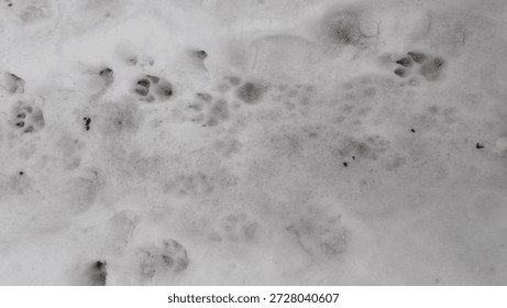 Top view on snow with multiple dog paw prints.