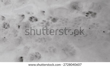Top view on snow with multiple dog paw prints.