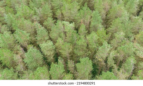 Top View On Trees In Forest. Drone Shot, Aerial View 