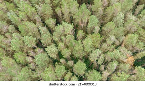 Top View On Trees In Forest. Drone Shot, Aerial View 