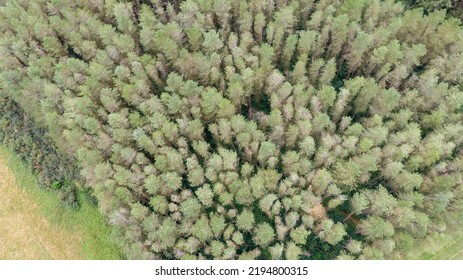 Top View On Trees In Forest. Drone Shot, Aerial View 