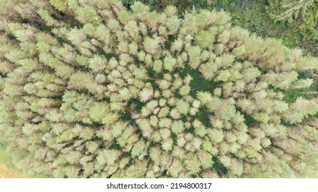 Top View On Trees In Forest. Drone Shot, Aerial View 