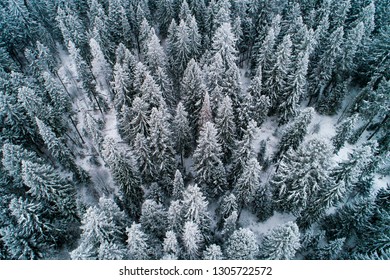 Top View On The Winter Snow-covered Forest From Drone