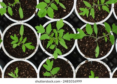 Top view of organic tomato seedlings in plastic containers growing indoors. Green plants prepared for a greenhouse. Agriculture concept, seasonal product. - Powered by Shutterstock