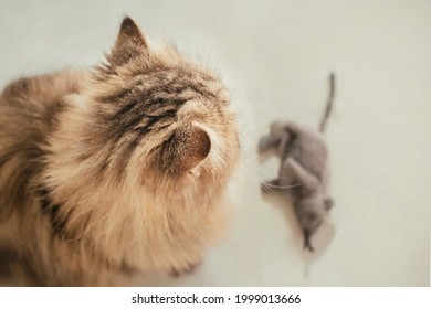 Top View Overhead Happy British Longhair Chinchilla Persian Kitten Cat Playing And Looking Mouse Doll Toy At Home In The Morning.