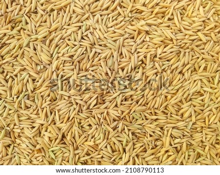 top view of paddy rice or rice seed on background.
Yellow paddy jasmine rice for background