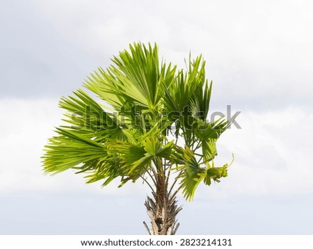 Top view of palm tree blowing violently in strong wind under overcast sky
