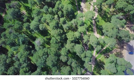 Top view of the path through the trees. Clip. Top view of the beautiful Park with tall trees in summer