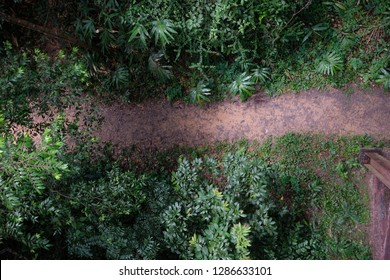 Top View Of Path Way In Forest