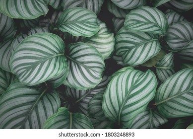 Top View Pattern Leaf Layers Of Calathea Orbifolia Plant. Home Gardening House Plant And Abstract Background Concept.