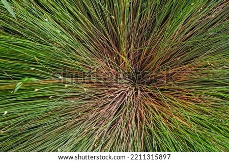 Top view pattern of spread long in ternode of grass