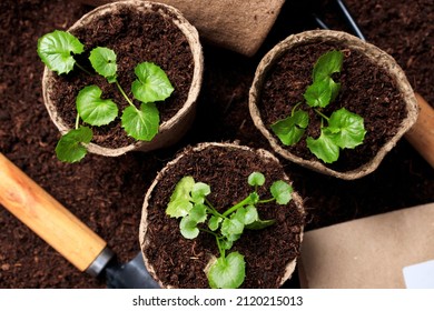 Top View Of The Peat Pots With Soil And Seedlings. The Concept Of Growing Plants Of Vegetables And Flowers, Spring Seasonal Work, Sowing Seeds.