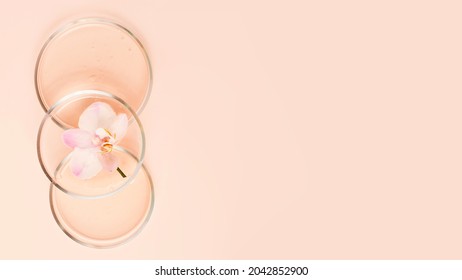 Top view of the petri dishes with transparent gel inside.Fresh orchid in it.Concept of the research and preparing cosmetic.Pastel beige background,large banner.