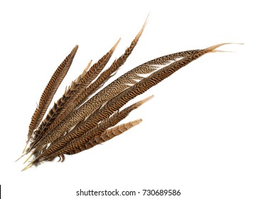 Top view of pheasant tail feathers isolated on white