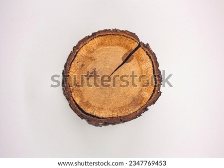 Top view photo of cut tree stump