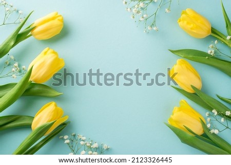 Top view photo of woman's day composition yellow tulips and white gypsophila on isolated pastel blue background with empty space in the middle