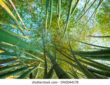 Top View Picture Of Fresh Green Bamboo Forest.