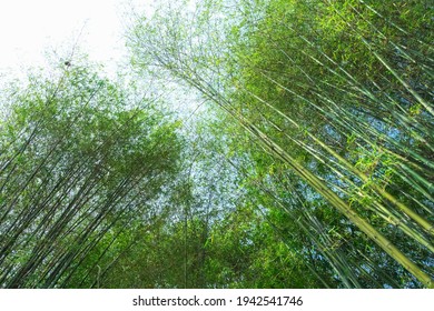 Top View Picture Of Fresh Green Bamboo Forest.