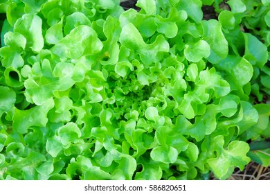 top view picture of green salad vegetable in organic farm. 