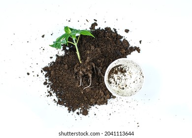 top view. Pile of soil with cloned cannabis marijuana (hemp) plant growing on fertile soil isolated on white background