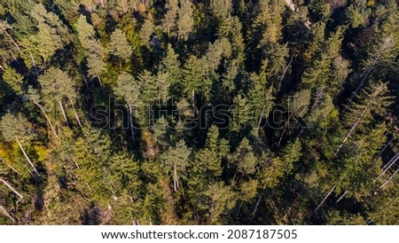 Top view of pine trees in a German forest near Munich