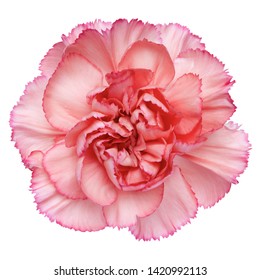 Top View Of Pink Carnation Flower Isolated On White Background.studio Shot. 