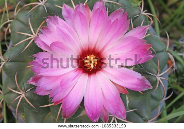 Top View Pink Flower Cactus Bloomingelephants Stock Photo Edit Now 1085333150