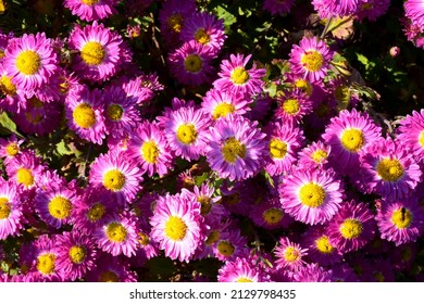Top view of pink flowers with yellow centres Chrysanthemum 'Mrs Jessie Cooper' on a sunny day