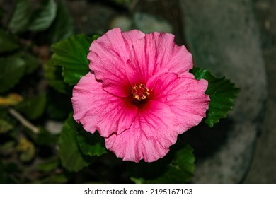 Top View, Pink Hibiscus Flower, Ornamental Plant, Popular In Brazil. Big Bright Pink Hibiscus Flower On Dark Background. Chinese Rose Or Hawaiian Hibiscus Plant In Sunlight. Nature Concept For Design.