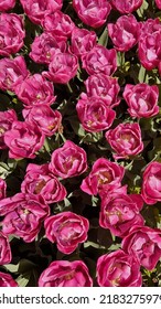 Top View Of Pink Tulip Field