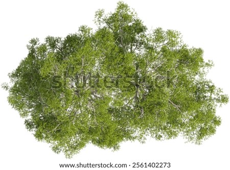 Top view of pinus tree