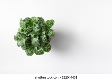 Top View Plant In Pot Isolated On White Desk Background
