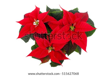 Top view of poinsettia isolated on white background