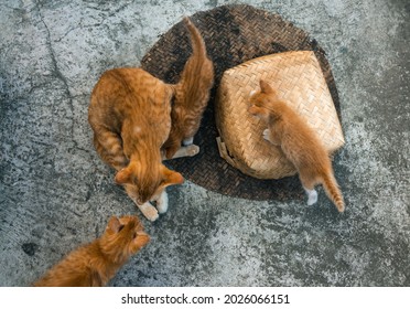 Top View Portrait, Very Cute Orange Cat Family, Playing In The Yard Area, And Orange Cat Mother Taking Care Of Her Kittens