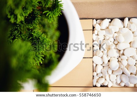 top view of potted cypress and white pebble