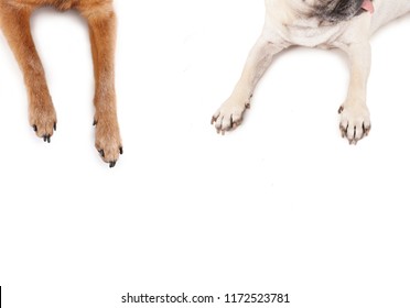 top view of a pug and chihuahua sprawled out on an isolated white background - Shutterstock ID 1172523781