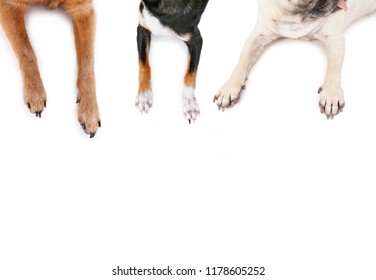 top view of a pug and chihuahuas sprawled out on an isolated white background
