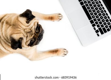638 Pug laptop Images, Stock Photos & Vectors | Shutterstock