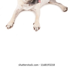 top view of a pug sprawled out on an isolated white background - Shutterstock ID 1168193218
